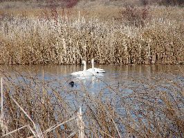 Trumpeter Swans at Williams Lake